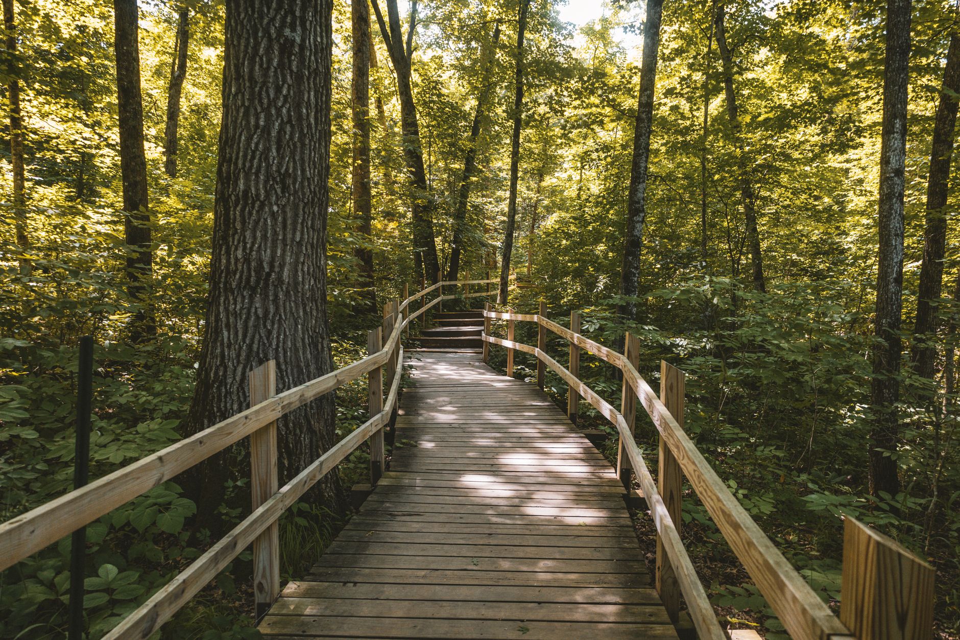 Explore this tranquil wooden walkway in Nerstrand, Minnesota, surrounded by lush forest greenery.
