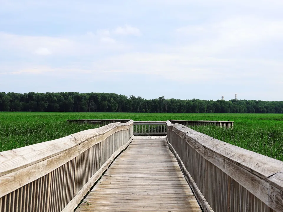 Experience serene nature at a Minnesota wildlife refuge with a scenic boardwalk view.