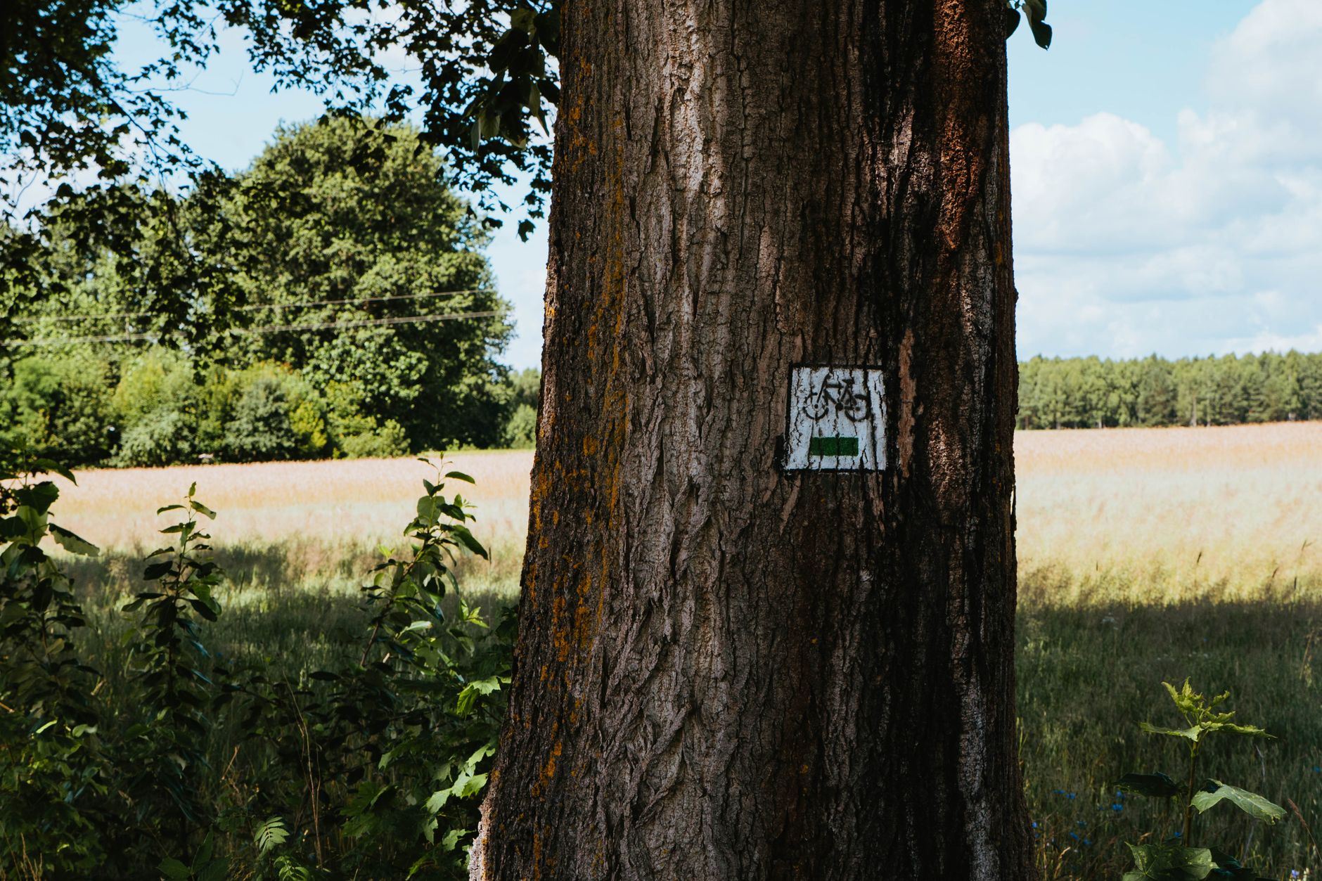 A close-up of a tree trunk with a cyclist sign along a rural nature trail.